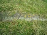 image of grave number 557443